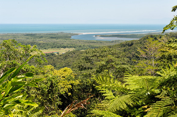 Daintree Rain Forest
