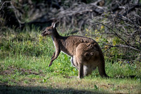 Kangaroo