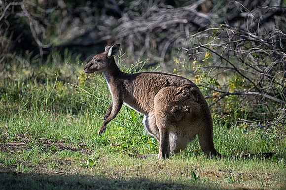 Kangaroo