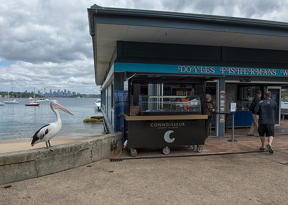 Pelican looking for his lunch at Doyles