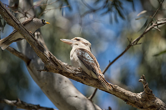 Kookaburra in tree