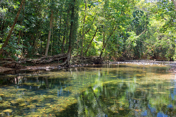 Daintree Rain Forest