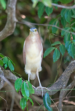 Night Heron