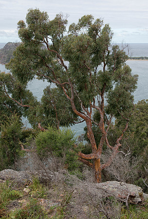 Trees from West Head Lookout