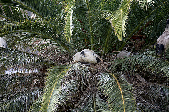 Ibis nesting in tree