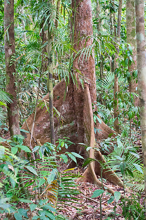 Daintree Rain forest