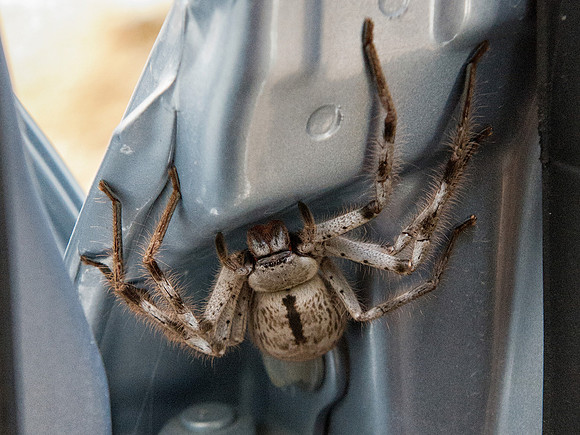 Huntsman spider