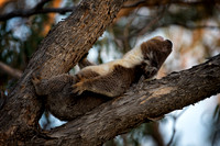 Koala Bear resting