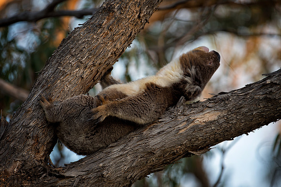 Koala Bear resting