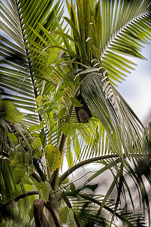 Fruit Bat in Daintree Rain Forest