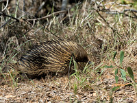 Echidna scurrying