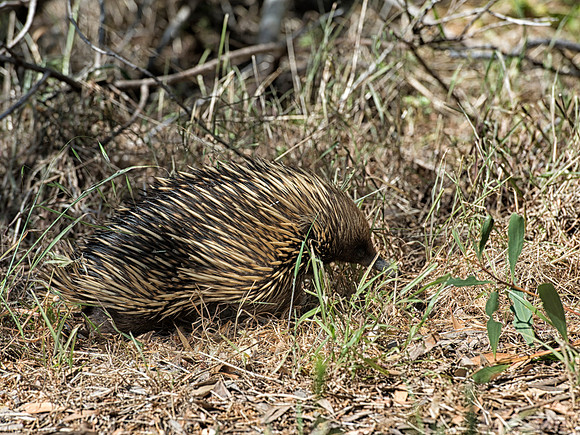 Echidna scurrying