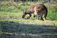 Kangaroo