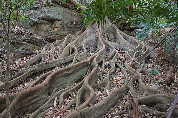 Tree roots at Watsons Bay