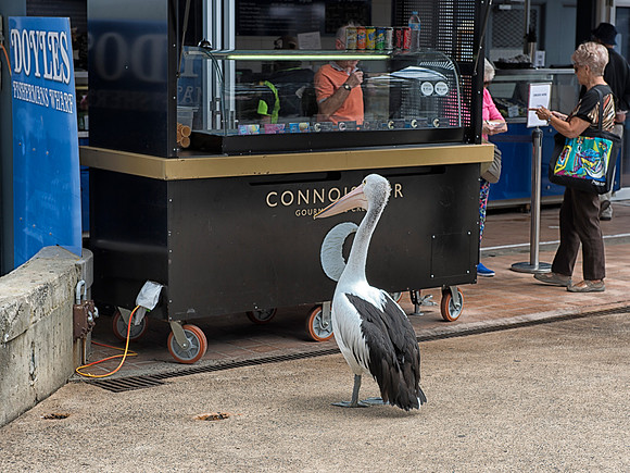 Pelican looking for his lunch at Doyles