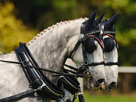 Carriage Driving