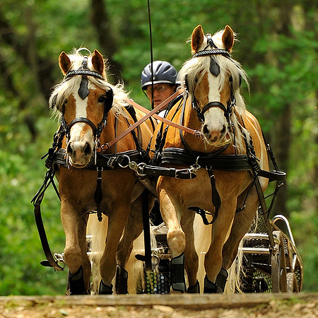 liveoak_carriage_20120324_054A