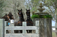 Live Oak International Combined Driving Event