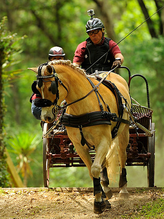 Live Oak International Combined Driving Event