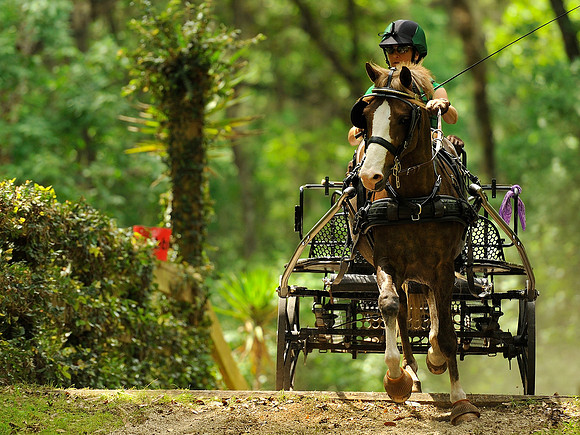 Live Oak International Combined Driving Event