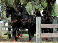 liveoak_carriage_20120324_043A