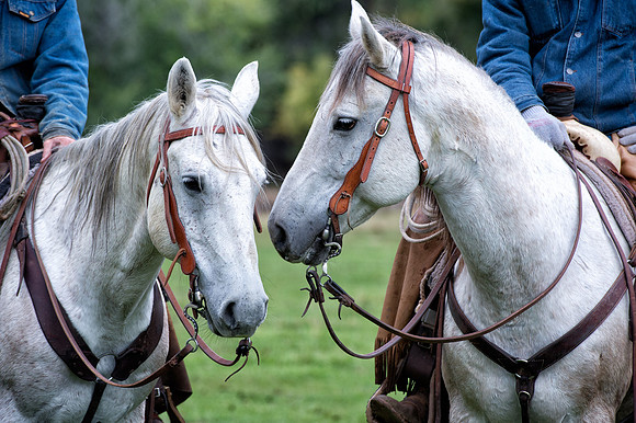 Twin Greys