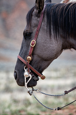 The bridle