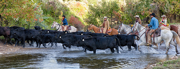 Pushing Cows