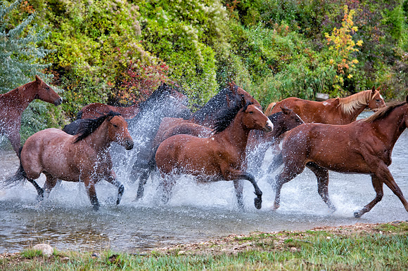 River Run