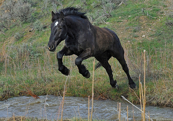 The Great American Horse Drive