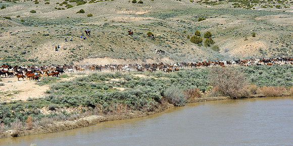 The Great American Horse Drive