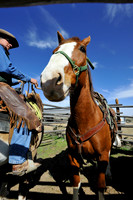 The Great American Horse Drive