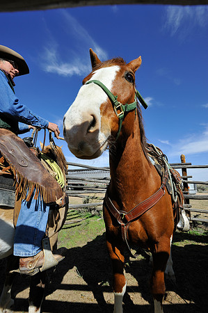 The Great American Horse Drive