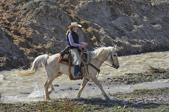 The Great American Horse Drive