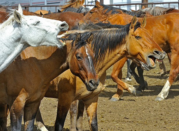 The Great American Horse Drive