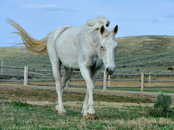 The Great American Horse Drive