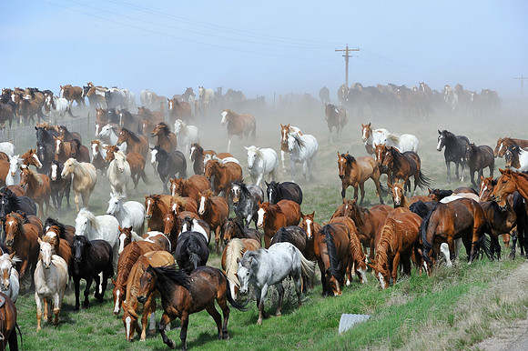 The Great American Horse Drive