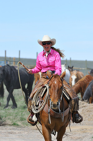 The Great American Horse Drive