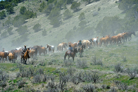 The Great American Horse Drive