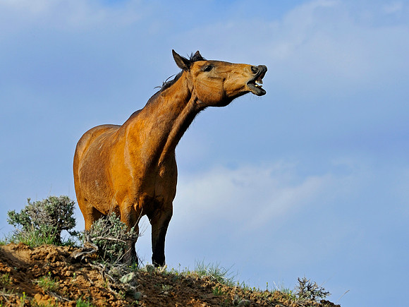 The Great American Horse Drive