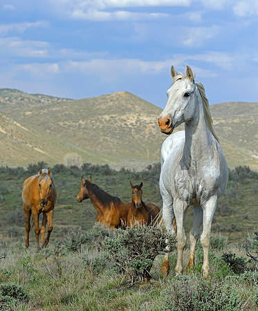 The Great American Horse Drive