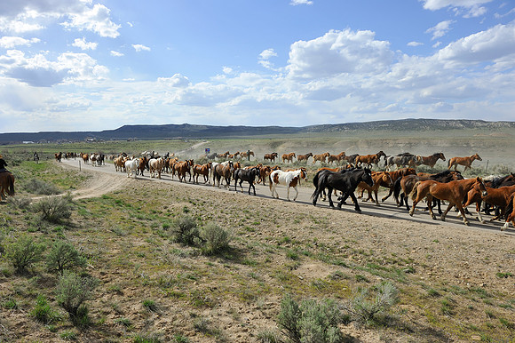 The Great American Horse Drive