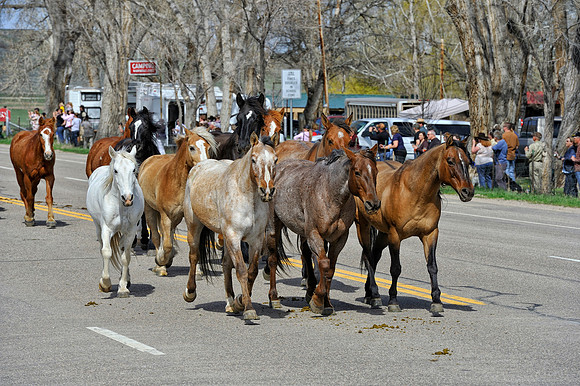 The Great American Horse Drive