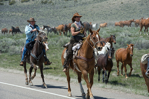 The Great American Horse Drive