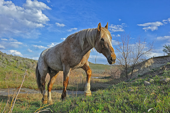 The Great American Horse Drive