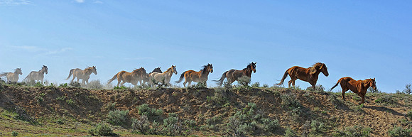 The Great American Horse Drive