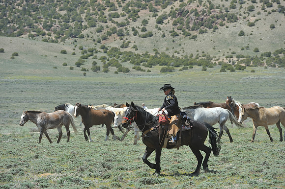 The Great American Horse Drive