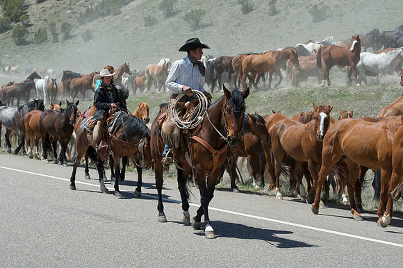 The Great American Horse Drive