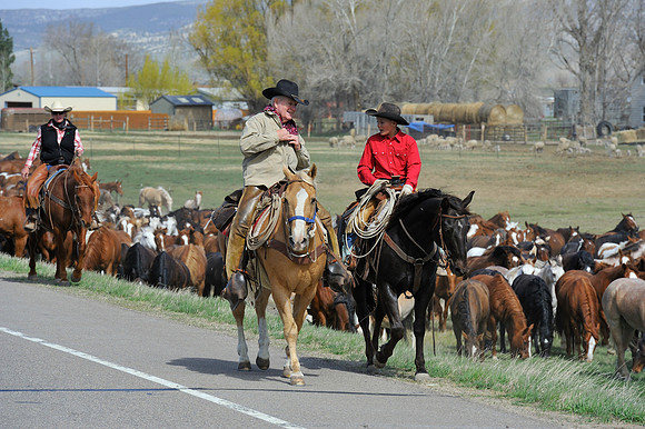 The Great American Horse Drive