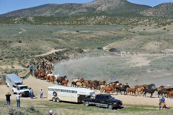 The Great American Horse Drive